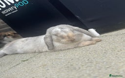 Dwarf Lop rabbits for sale: 2 Dwarf lop x mini lop rabbits  - Image 2