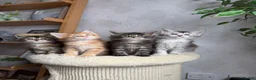 Maine Coon cats for sale: Maine coon kittens - Advert 1