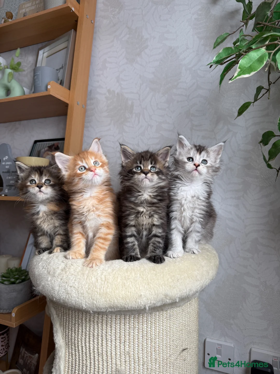 Maine Coon cats for sale: Maine coon kittens - Advert 1