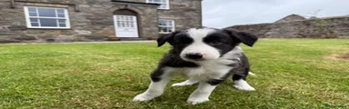 Border Collie 1