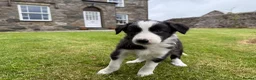 Border Collie dogs for sale: Border collie puppies  - Advert 4