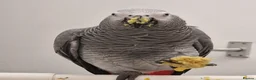 Parrots birds for sale: African grey parrot  - Advert 14