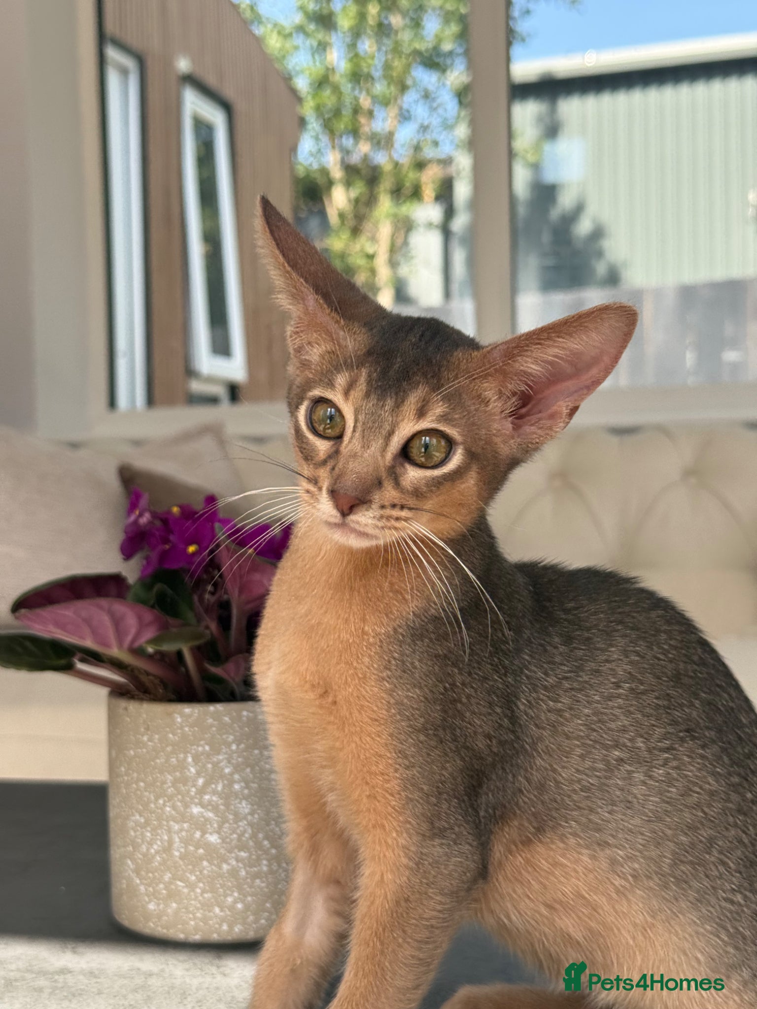 Abyssinian cats     Gorgeous kittens from champion parents 😽 - Advert 5