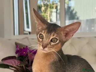 Abyssinian cats Gorgeous kittens from champion parents 😽 - Advert 6