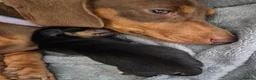 Miniature Dachshund dogs for sale: 4 stunning miniature dachshund pups - Advert 2