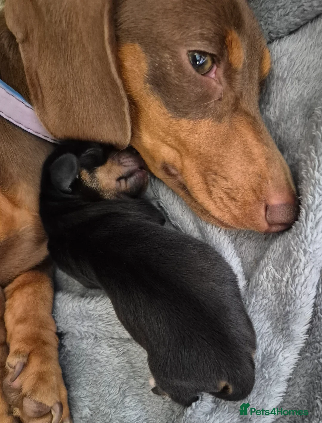 Miniature Dachshund dogs for sale: 4 stunning miniature dachshund pups - Advert 2