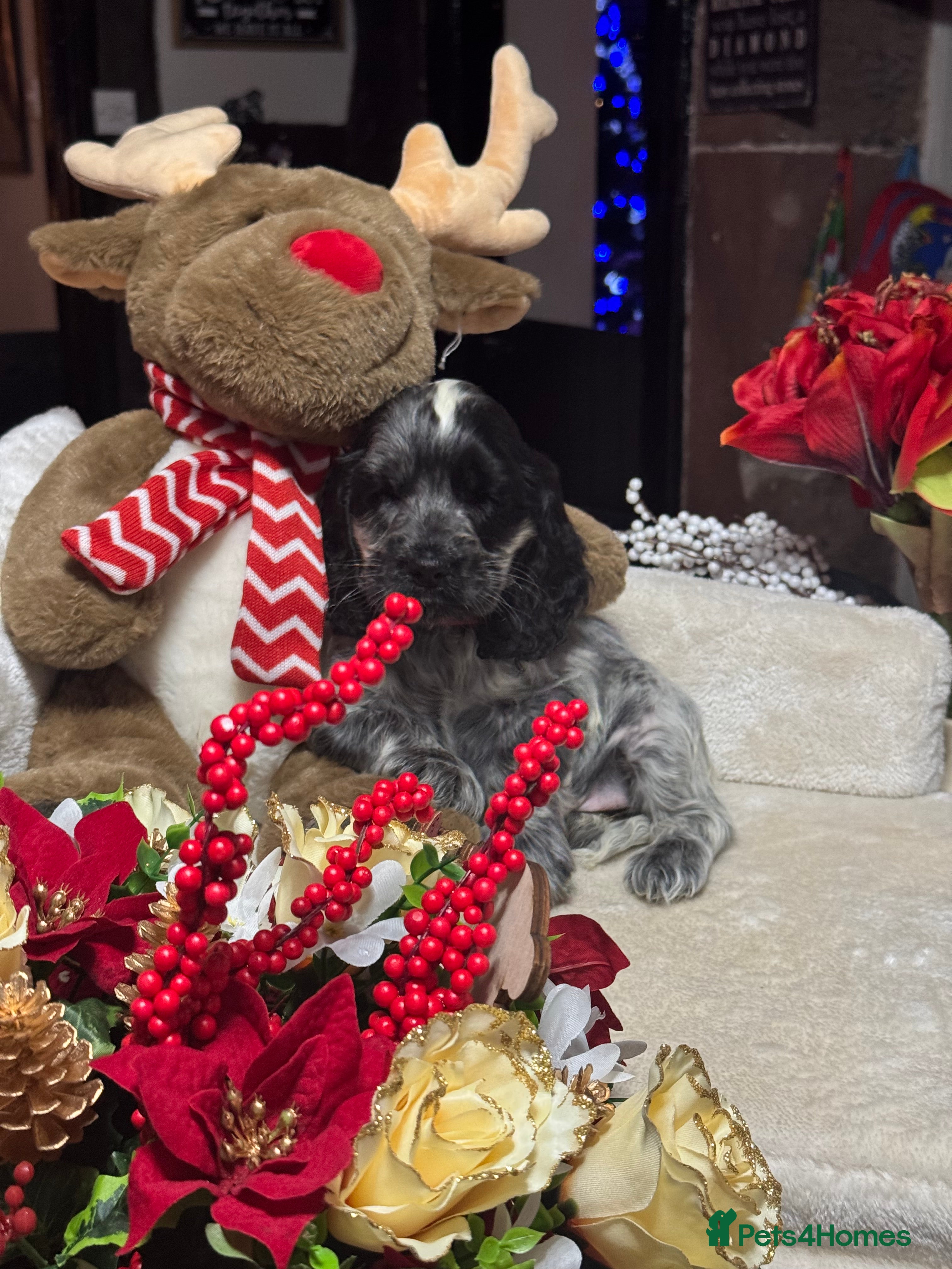 Cocker Spaniel dogs 1girl gorgeous show type cocker spaniel dna clear  - Advert 1