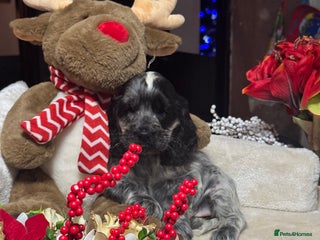 Cocker Spaniel dogs 1girl gorgeous show type cocker spaniel dna clear - Advert 4