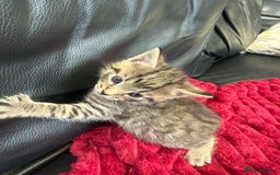 Domestic Shorthair cats for sale: 6 adorable kittens, healthy and playful 😍😻 - Image 21