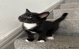 Mixed Breed cats for sale: Gorgeous, cheeky kittens. 3 boys, 1 girl - Image 4
