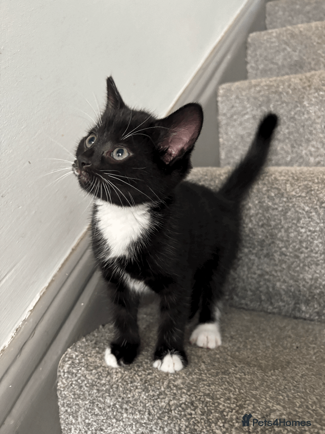 Mixed Breed cats for sale: Gorgeous, cheeky kittens. 3 boys, 1 girl - Image 4