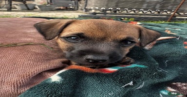 Jack Russell dogs - Advert 16