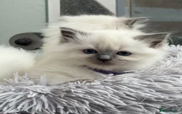 Ragdoll cats for sale: 3 Beautiful Female Blue Point Ragdoll Kittens - Image 5
