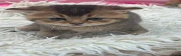 British Shorthair cats for sale: Exquisite British shorthair kittens - Advert 6