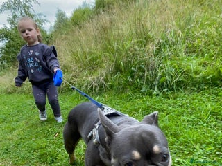 French Bulldog dogs - Advert 1