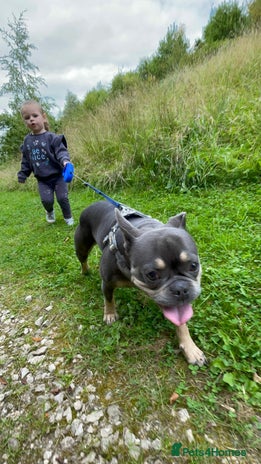 French Bulldog dogs - Advert 1