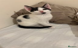 Mixed Breed cats for sale: 3 kittens for sale  - Image 6