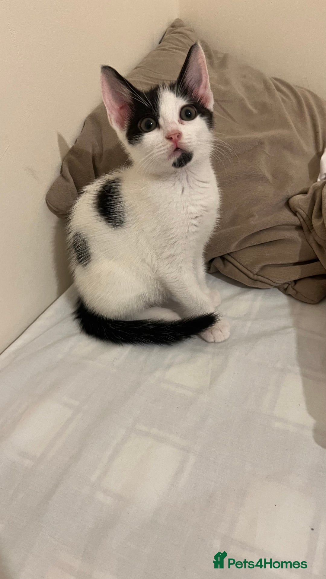Mixed Breed cats for sale: 3 kittens for sale  - Image 6
