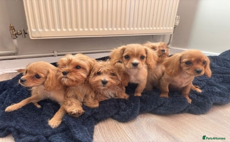 Cavapoo dogs - Advert 1