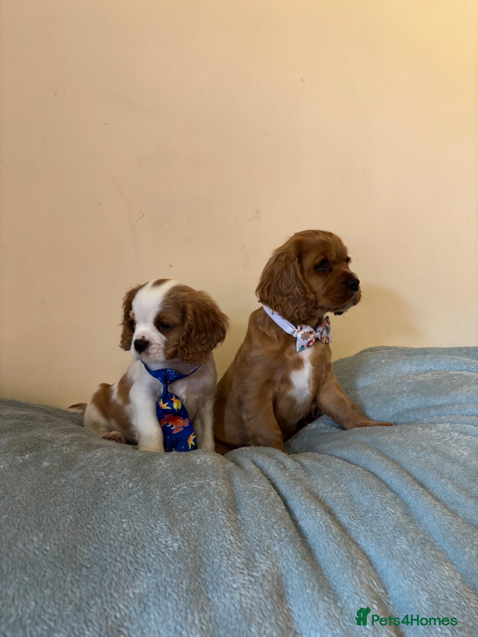 Cavalier King Charles Spaniel dogs Ready for there forvever homes ckcs kc registered  - Advert 1