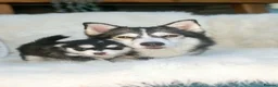 Pomsky dogs for sale: STUNNING POMSKY PUPPIES  - Advert 12