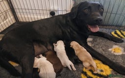Labrador Retriever dogs for sale: 5 beautiful labrador puppies - Image 1