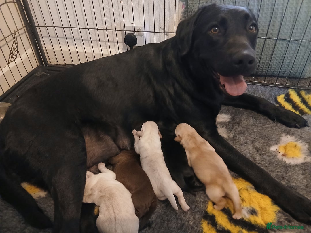 Labrador Retriever dogs for sale: 5 beautiful labrador puppies - Image 1