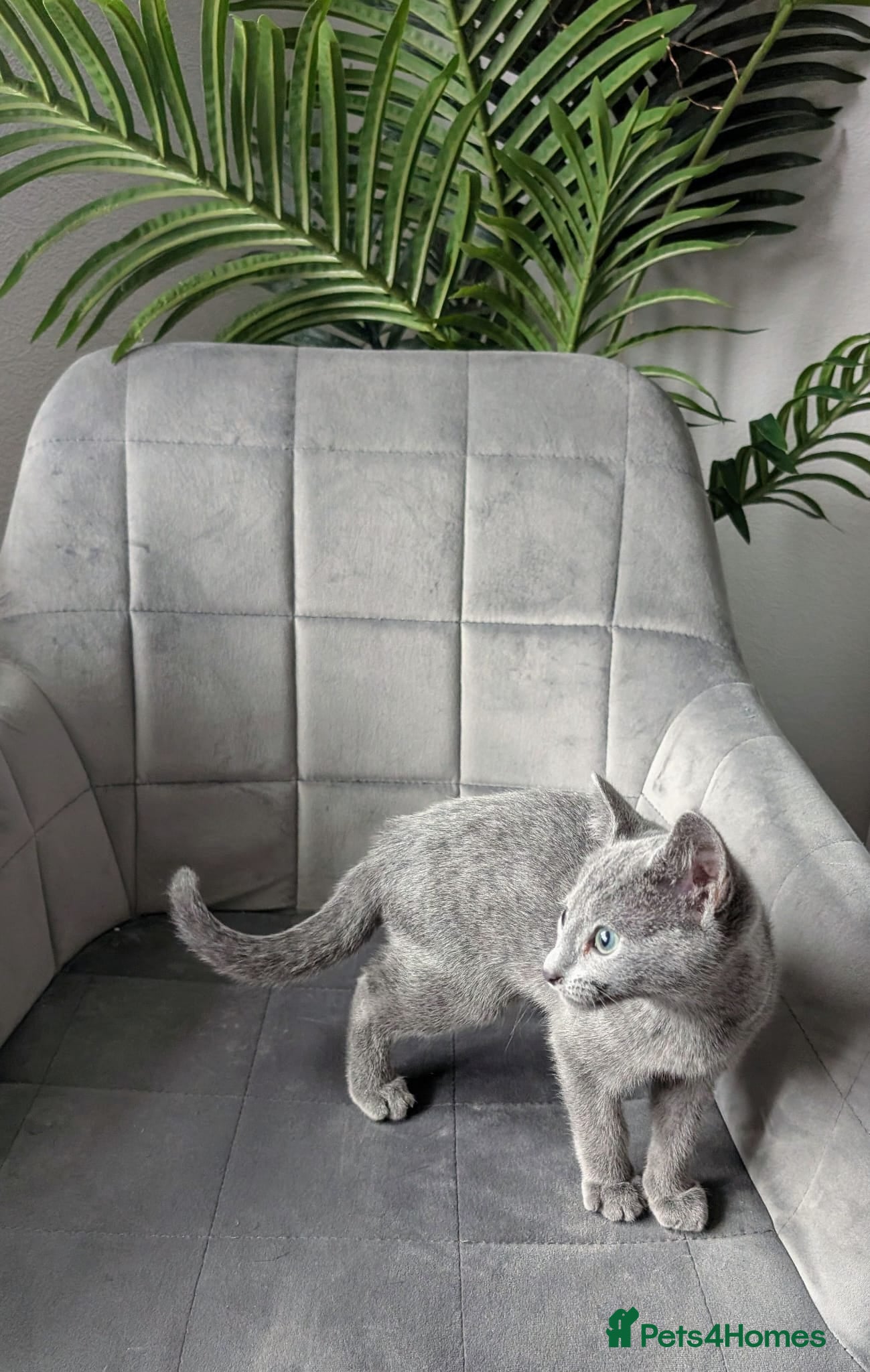 Russian Blue cats Pure Russian Blue TICA-Registered Kitten 🐾 💙 - Advert 1