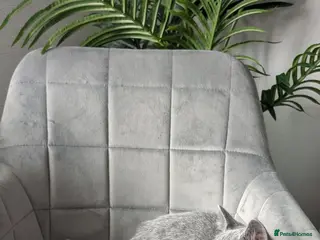 Russian Blue cats Pure Russian Blue TICA-Registered Kitten 🐾 💙 - Advert 1