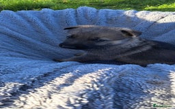 German Shepherd dogs for sale: German Shepherd poppers - Image 4