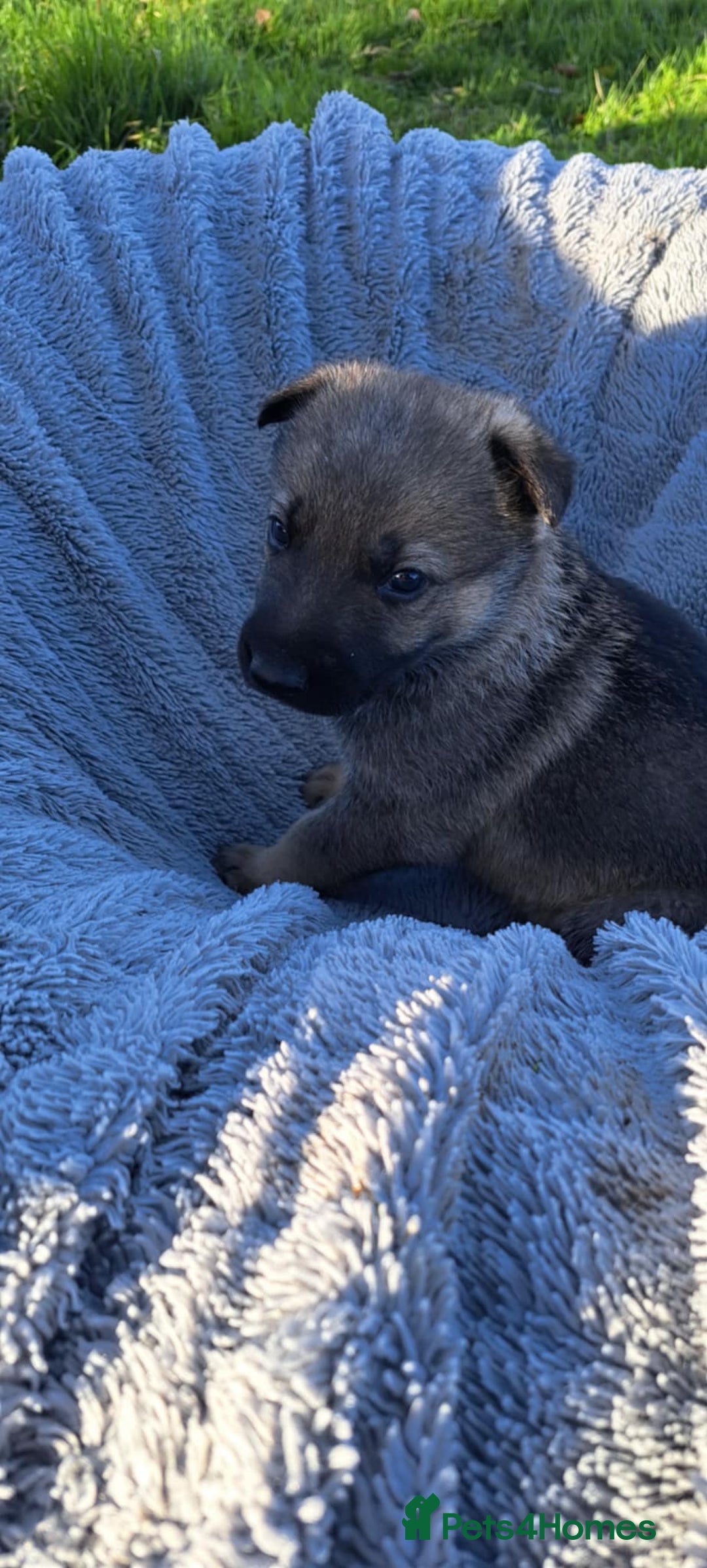 German Shepherd dogs for sale: German Shepherd poppers - Image 4