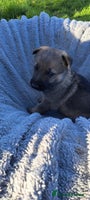 German Shepherd dogs German Shepherd puppies - Advert 4