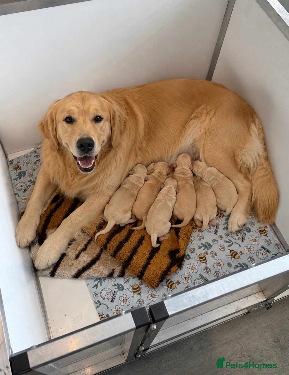 Golden Retriever dogs Beautiful golden retriever pups ready now  - Advert 2