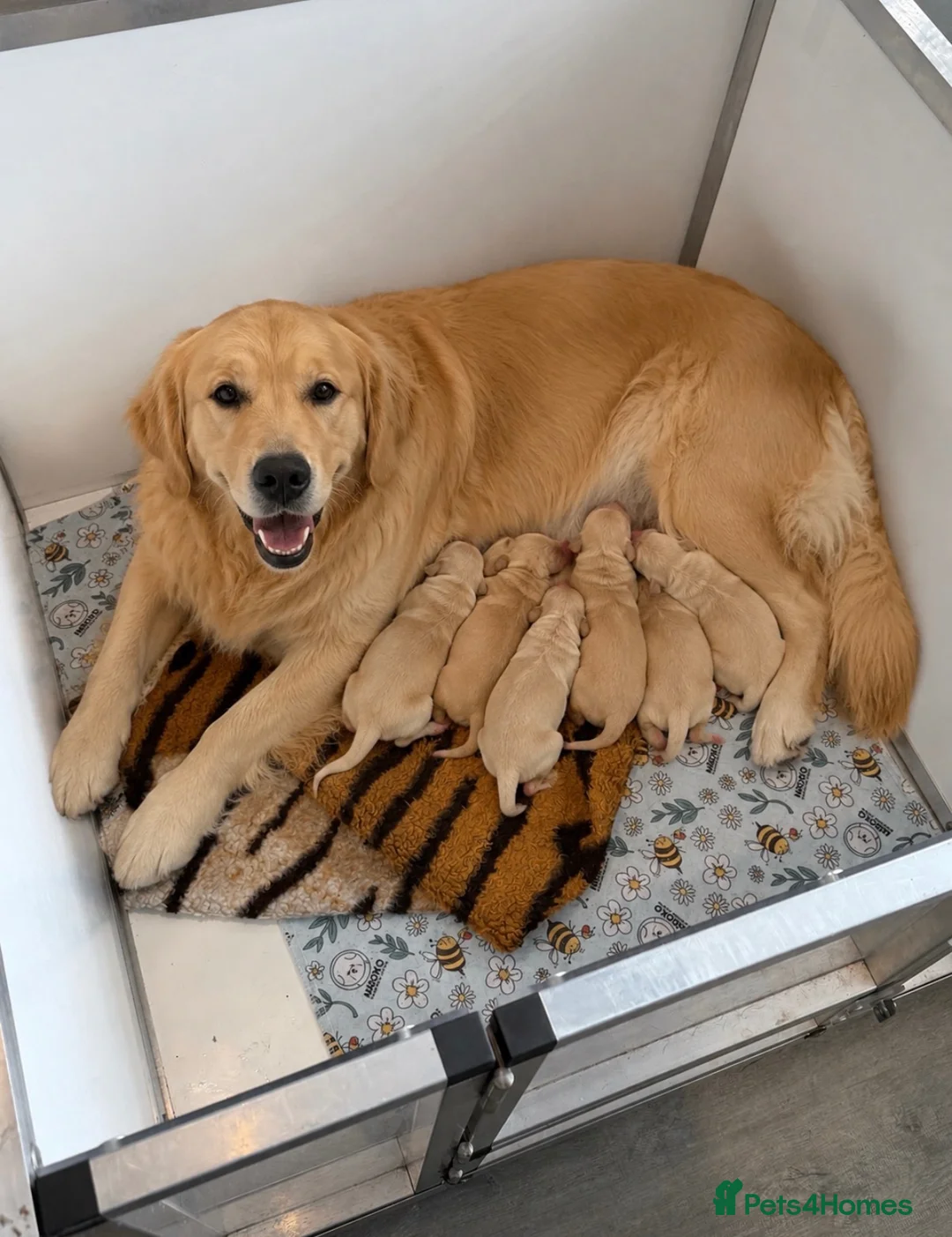 Golden Retriever dogs for sale: Beautiful golden retriever pups ready now  - Advert 2
