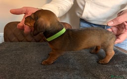 Miniature Dachshund dogs for sale: 1 little shaded red miniature dachshund girl left  - Advert 6