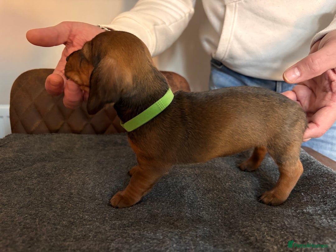Miniature Dachshund dogs for sale: 1 little shaded red miniature dachshund girl left  - Advert 6