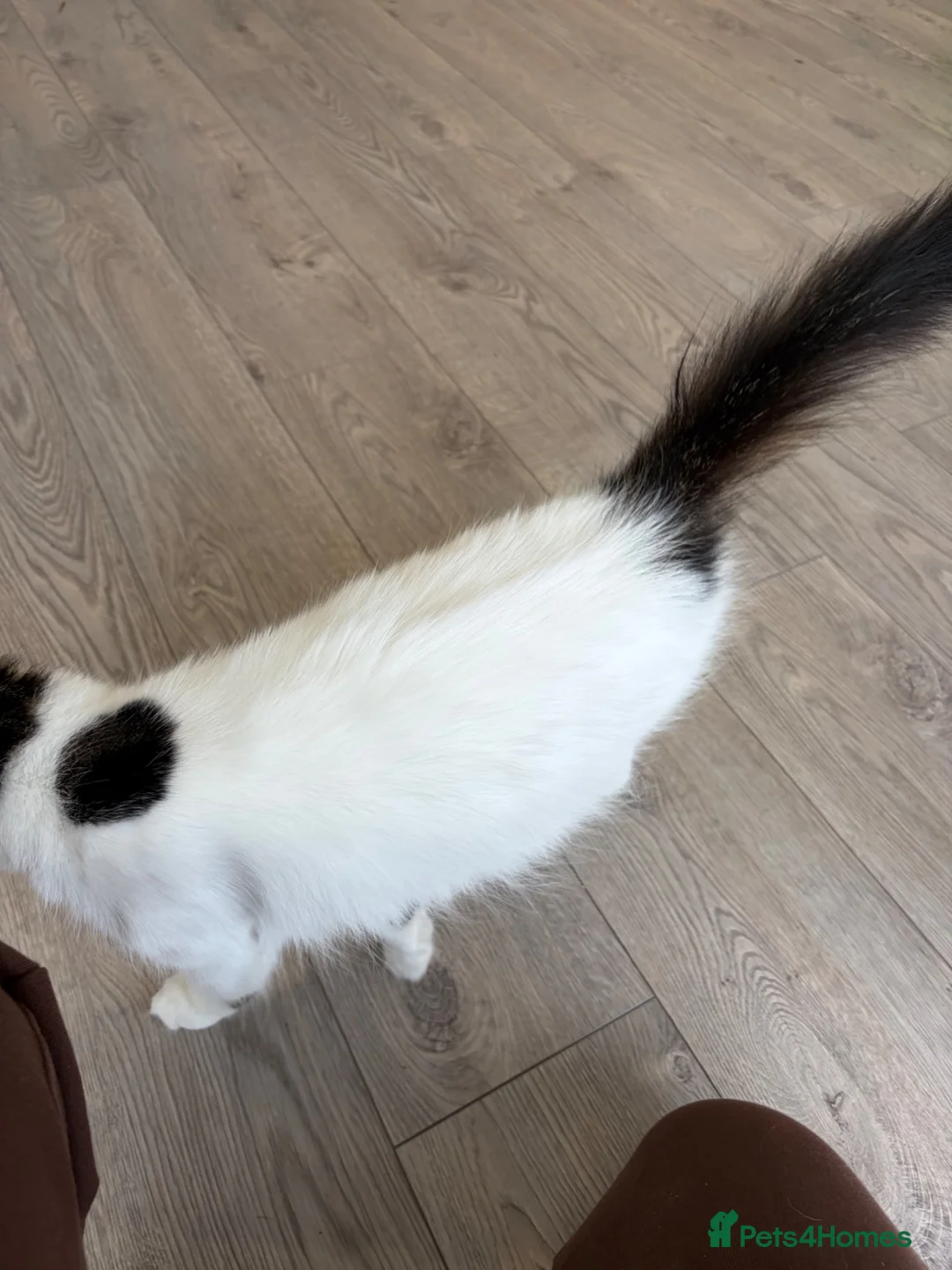 British Shorthair cats for sale: Miss  in Ormskirk - Advert 2
