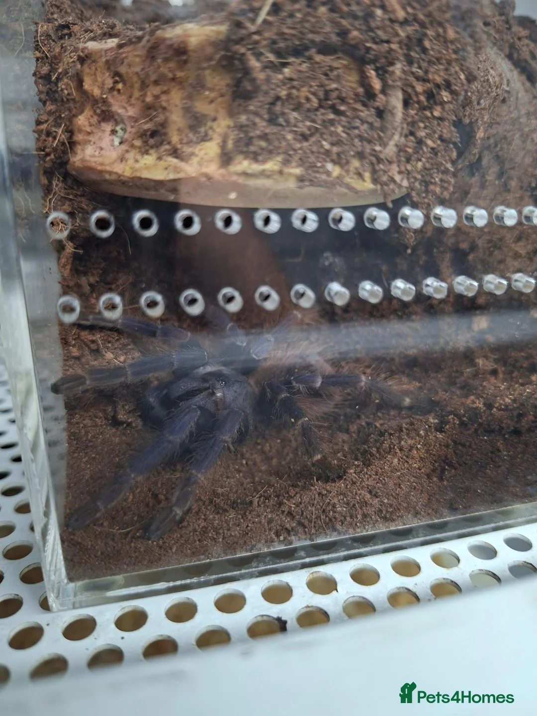 Mixed Breed reptiles for sale: Ball pythons, tarantula, African land snails - Advert 18