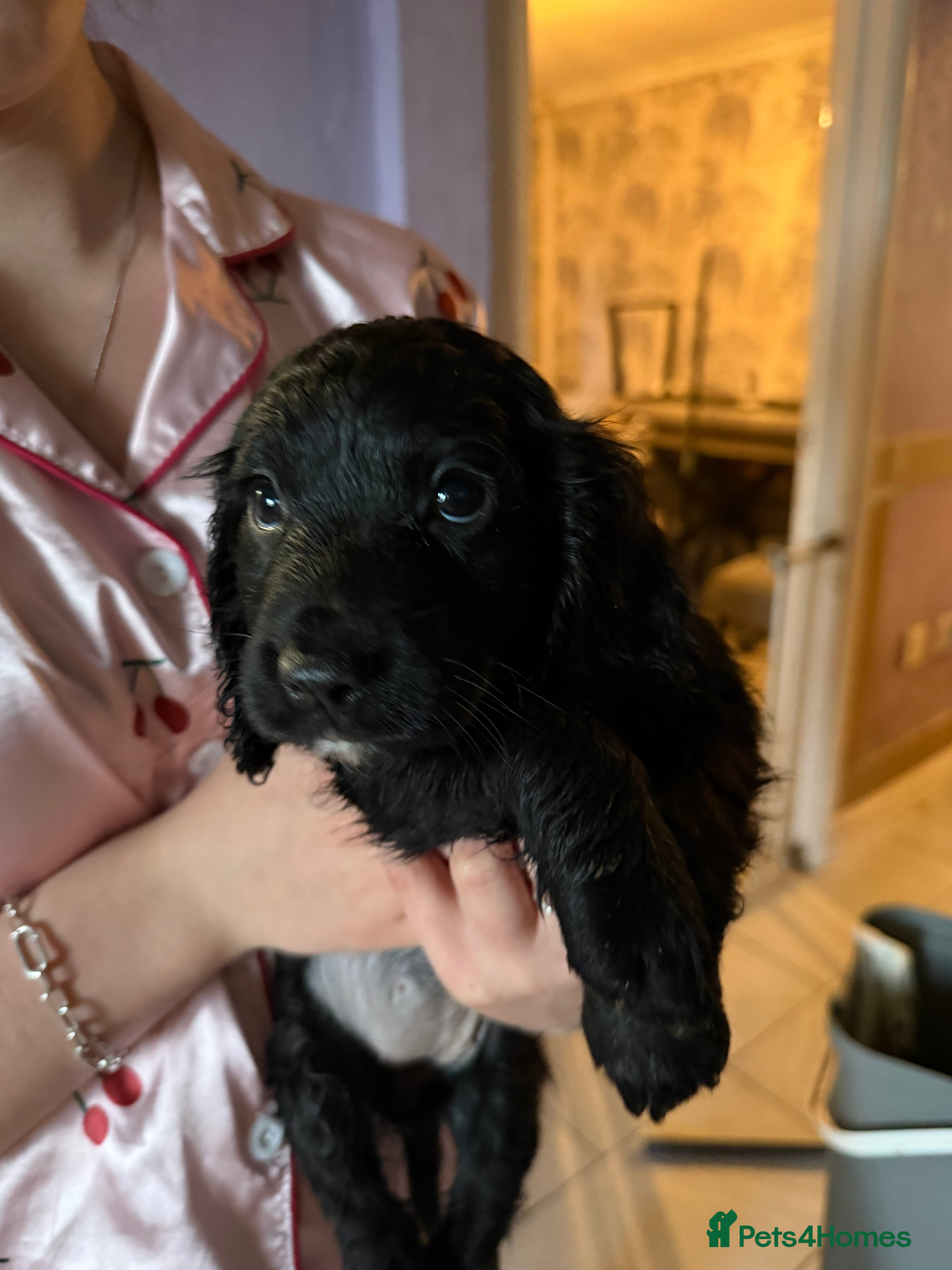 Cocker Spaniel dogs Cocker spaniel puppies - Advert 16