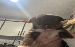 Mixed Breed dogs for sale: Puppies  - Image 7