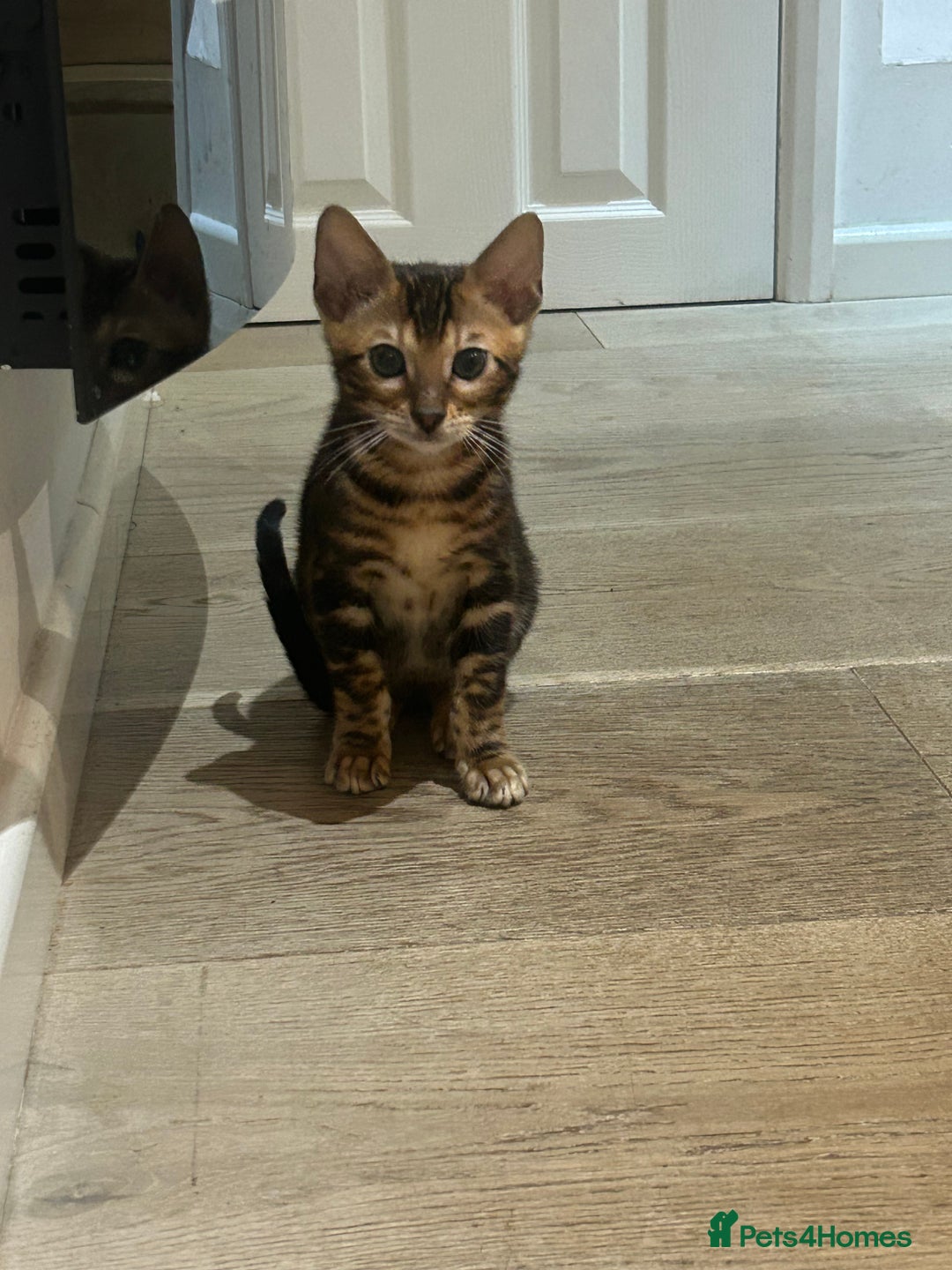 Bengal cats for sale: Champion bloodline Bengal kittens - Advert 26