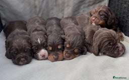 Cocker Spaniel dogs for sale: Cocker spaniel puppies for sale - Image 26