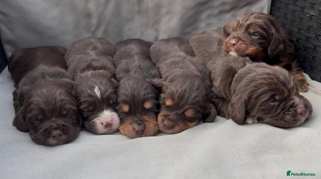 Cocker Spaniel dogs for sale: Cocker spaniel puppies for sale - Image 26