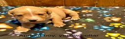 Labradoodle dogs for sale: Miniature Labradoodle from experienced breeder  - Advert 13