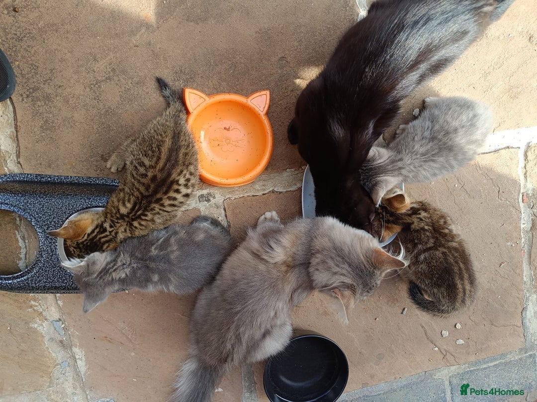 Mixed Breed cats for sale: Adorable kitties ready to go.  - Image 19