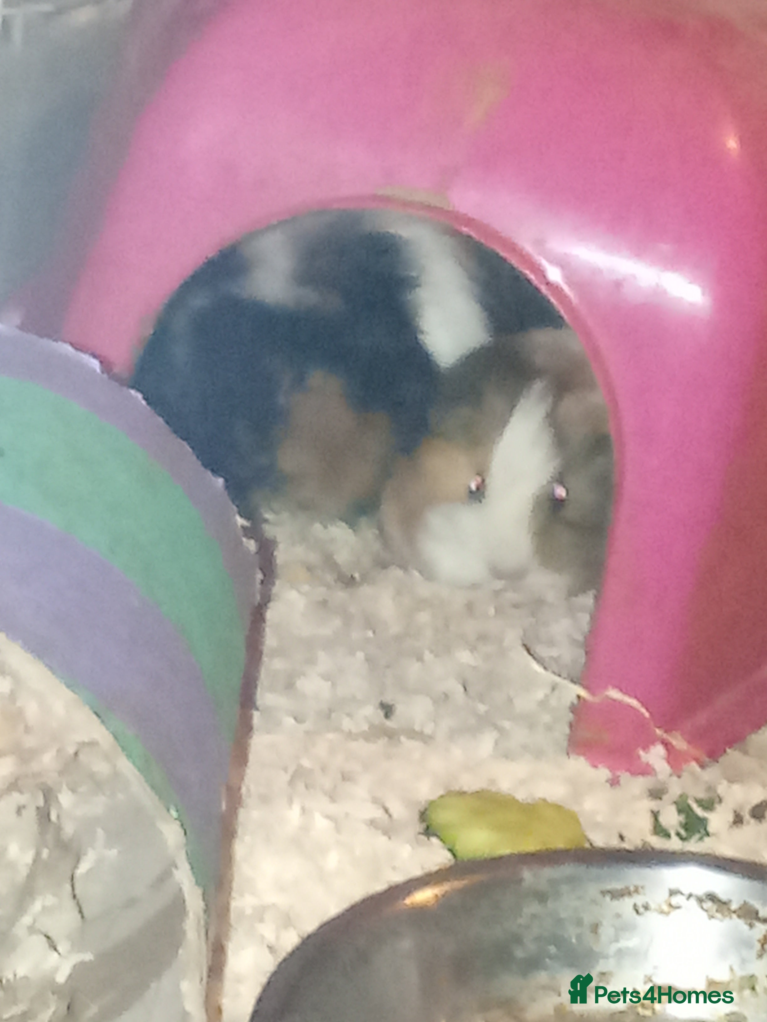 Guinea Pig rodents  senior&2months looking for a loving forever home - Advert 1