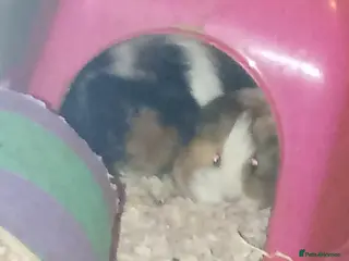 Guinea Pig rodents senior&2months looking for a loving forever home - Advert 1
