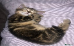 Bombay cats for sale: 🐾🌟tow lovely boys lefted🌟🐾 - Image 6