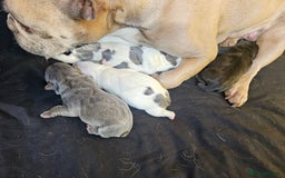 Mixed Breed dogs for sale: Frenchie X Alapaha  - Image 16