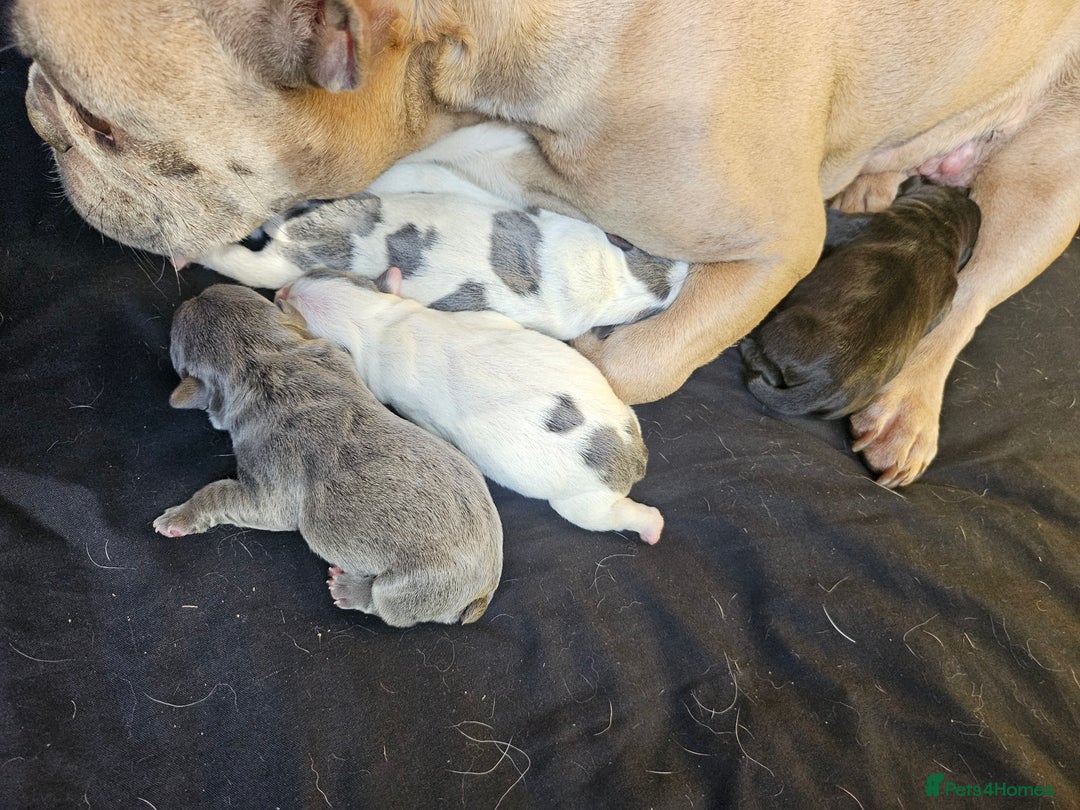 Mixed Breed dogs for sale: Frenchie X Alapaha  - Image 16